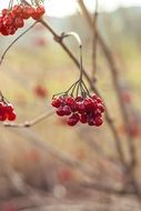 Berries Autumn