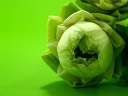 white lotus flower in green background close up
