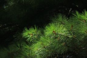 spruce green branch