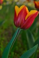 Tulip Only