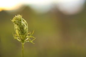 plant with unusual inflorescence on a thin stalk close-up on blurred background
