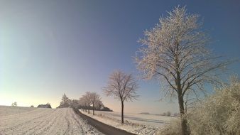 trees near the road in winter