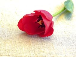 red tulip on the table