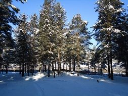 Beautiful winter forest with green trees in snow