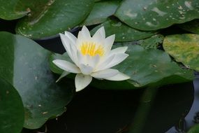 snow white water lily
