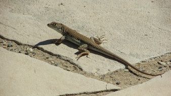 staring lizard on the road