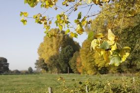 green trees near the field in autumn
