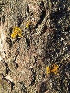 green moss on a tree