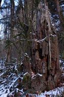 rotten stump in the winter forest