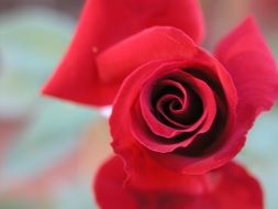 perfect Red Rose Flower bloom