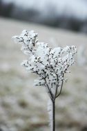 Close-up of the beautiful branches with flowers in snow