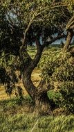 tree in the national park cape greco