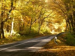 Road Forest Nature