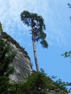 tall pine tree on a rock against a blue sky