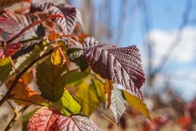 raspberry leaves in autumn