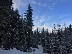 winter landscape in the coniferous forest at dusk