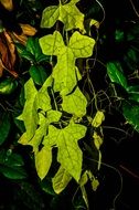 wild climbing plants with bright green leaves