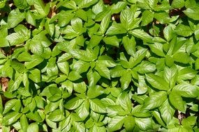 Leaves Green Nature Plant