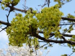 blooming yellow flowers on a tree branch