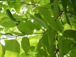 green leaves on branches nature leaf