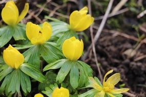 yellow spring flowers on dry grass