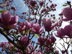 Magniolia Flowers