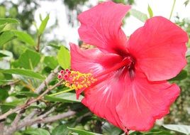 big red flower of Hibiscus