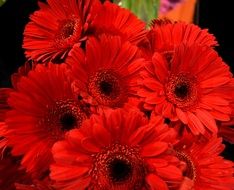 Red Gerberas, cut flowers