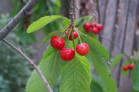 stunningly beautiful Cherry Berry