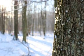 forest trees in the snow