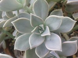 Green succulent plants in the garden