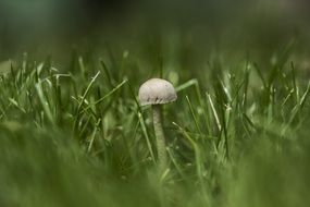 little green mushroom in the grass
