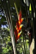 plants in a botanical garden in rio de janeiro