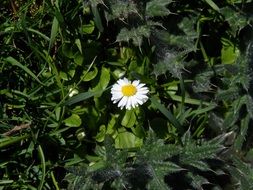 white daisy with pointed petals among green plants