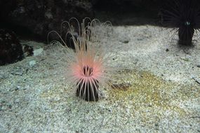 beautiful underwater flower