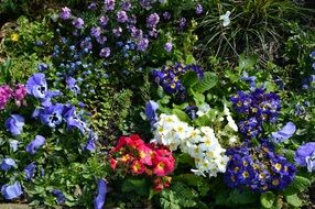 garden landscape of colorful flowers