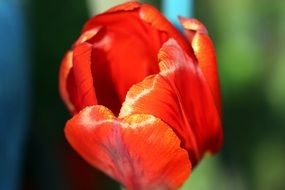 red tulip glistens in the sun