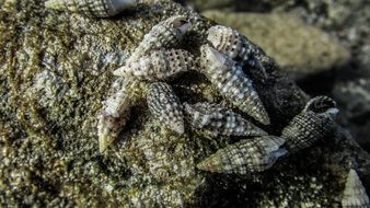seashells on the beach in wild nature