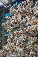 white flowers on spring tree close-up