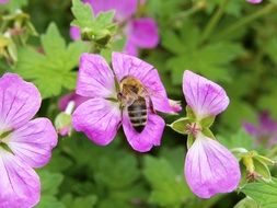 bee on a purple buttercup
