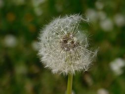 the flying dandelion seeds