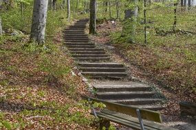 forest path with stairs