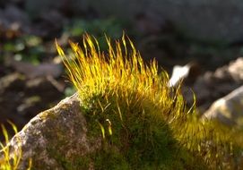 moss on the stone in the sun light