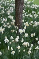 landscape of glade of white daffodils under a tree