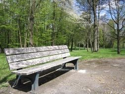 wooden bench in the summer park