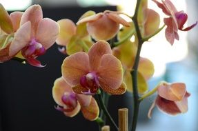 pastel orchid close-up