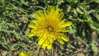 yellow dandelion in summer