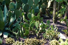 cacti in a botanical garden in überlingen