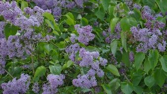 splendiferous Lilac Bush