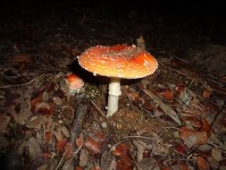 amanita amidst autumn foliage